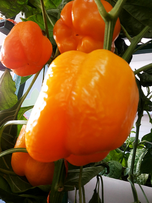 公司參加酒泉地區(qū)優(yōu)質農(nóng)產(chǎn)品展銷會