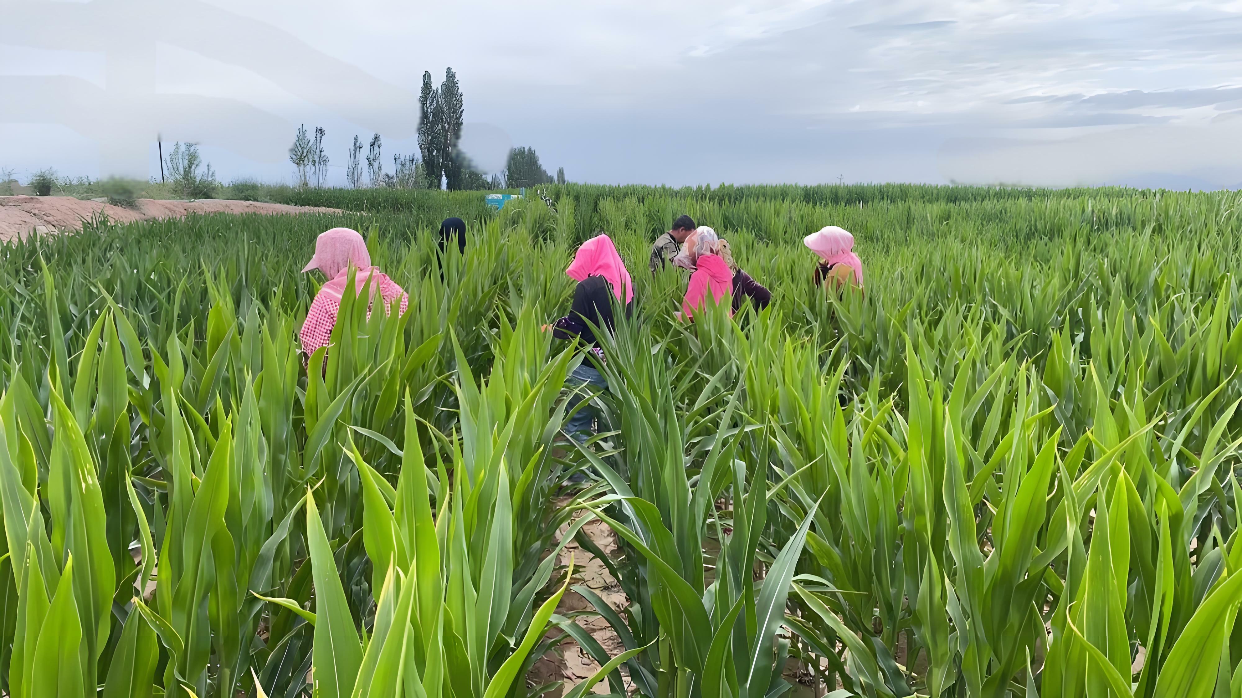 守護種子“純度生命線” | 敦煌種業(yè)高質(zhì)量推進玉米去雄工作